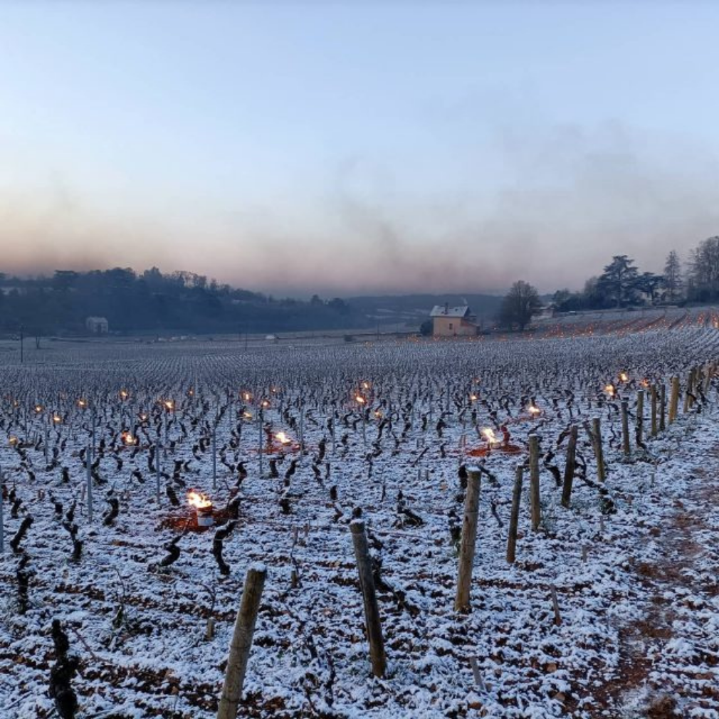 Heladas en Europa alertan a productores de vino